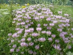 bergamot plant