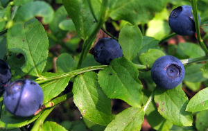 bilberry fruit