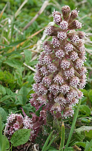 butterbur