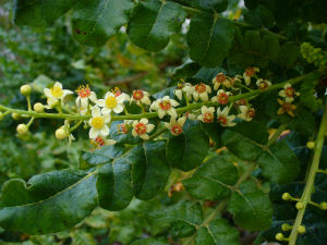 Frankincense plant