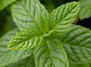 Peppermint leaf