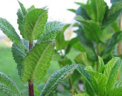 Peppermint leaf