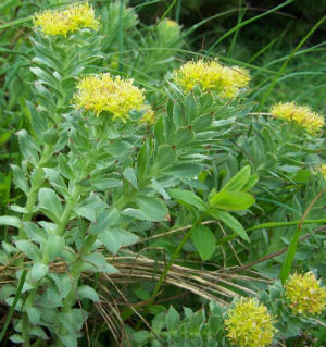 Rhodiola plant