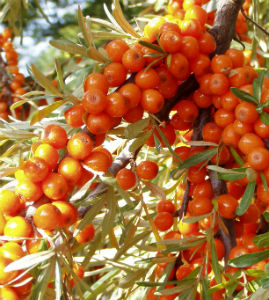 Sea Buckthorn berry