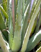 Aloe Vera plant