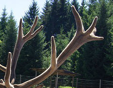 antler Deer