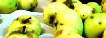apples for apple cider