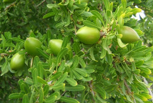 argan tree