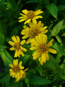 arnica plant