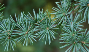 atlas cedar tree