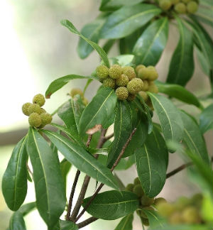 bayberry BARK