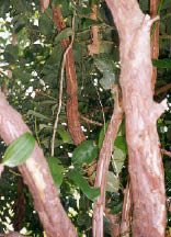 cinnamon tree