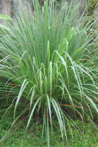 citronella GRASS