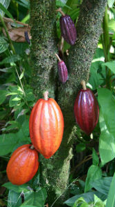 cocoa plant