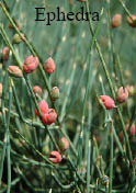 ephedra plant