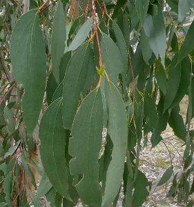 Eucalyptus leaves