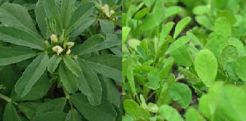 fenugreek leaves