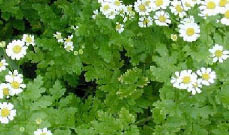 feverfew