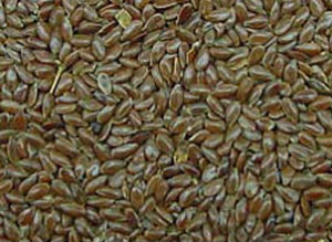 flax seed plant