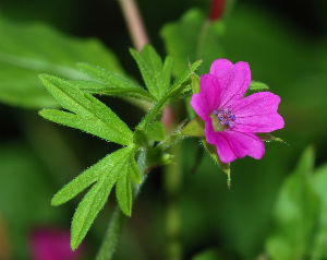 germanium plant