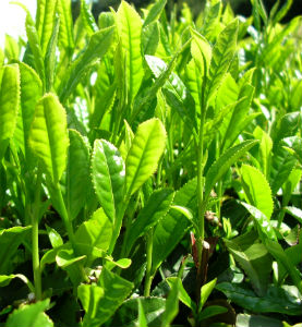 Green Tea leaves