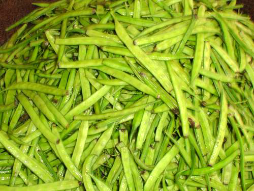 guar bean plant