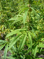 hemp plant