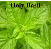 Holy Basil plant