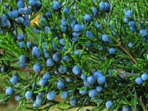 juniper berry