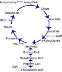 Pantothenic acid and krebs cycle