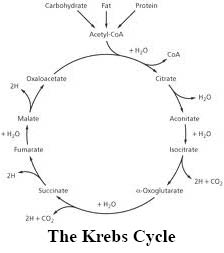 pantothenic acid