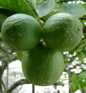 lime fruit