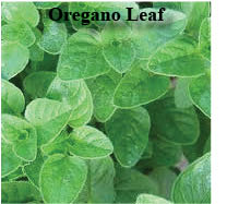 oregano leaf