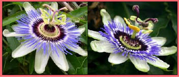 Passion Flower pics