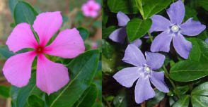 periwinkle colors