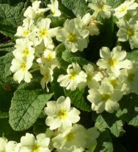 Primrose plant