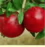 Pomegranate Fruits of Paradise 32 Page BookLet from Woodland