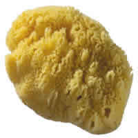 Honeycomb Sea Sponge 4-5 inch discontinued from EARTH THERAPEUTICS