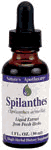 Now - Spilanthes  ** 1oz 1