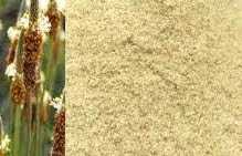 psyllium fiber plant