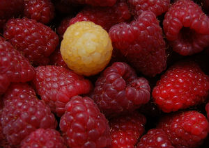 raspberry fruit