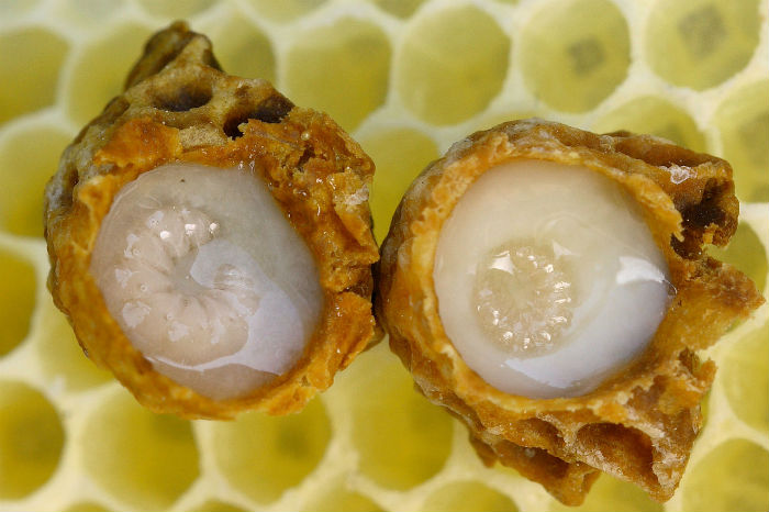 royal jelly