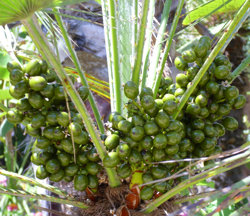 serona repens berries