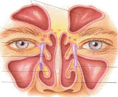 sinus Cavities