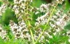 spearmint flowers pics