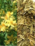 st johns wort pics