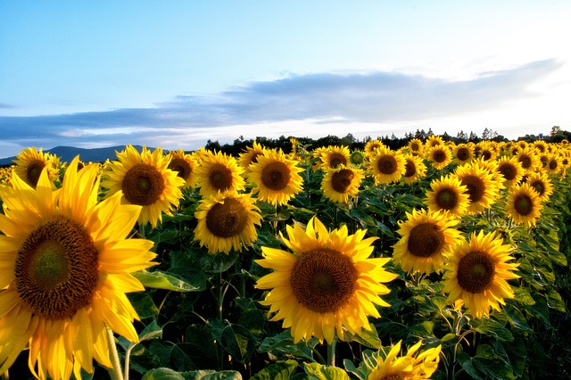 sunflower plant