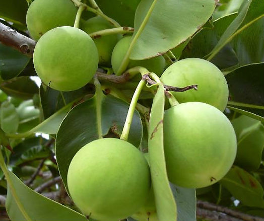 tamanu plant