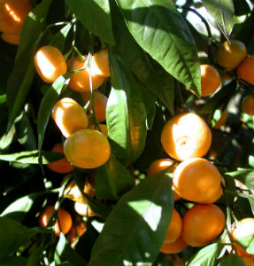 tangerine plant