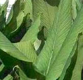 turmeric Leaves